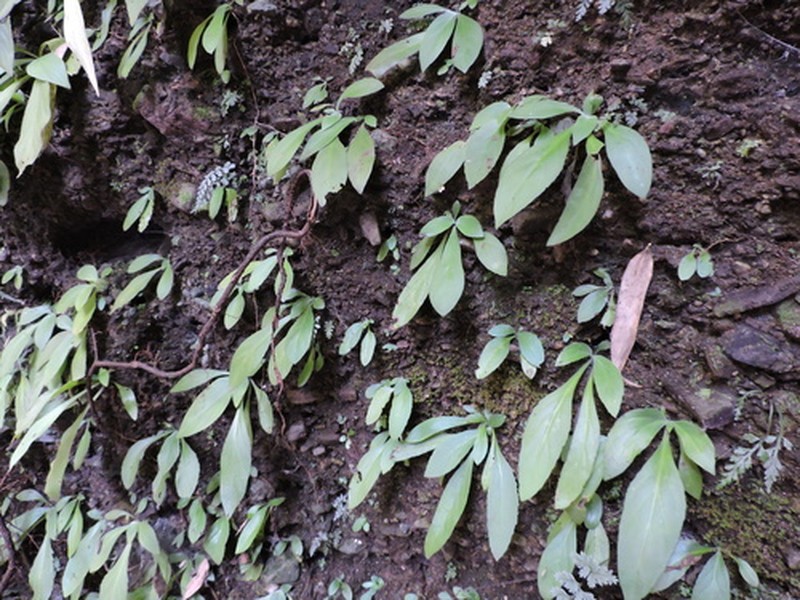 Primulina huangjiniana photo 4