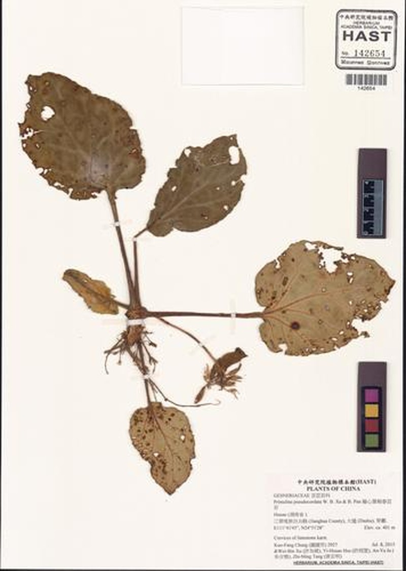 Primulina hunanensis