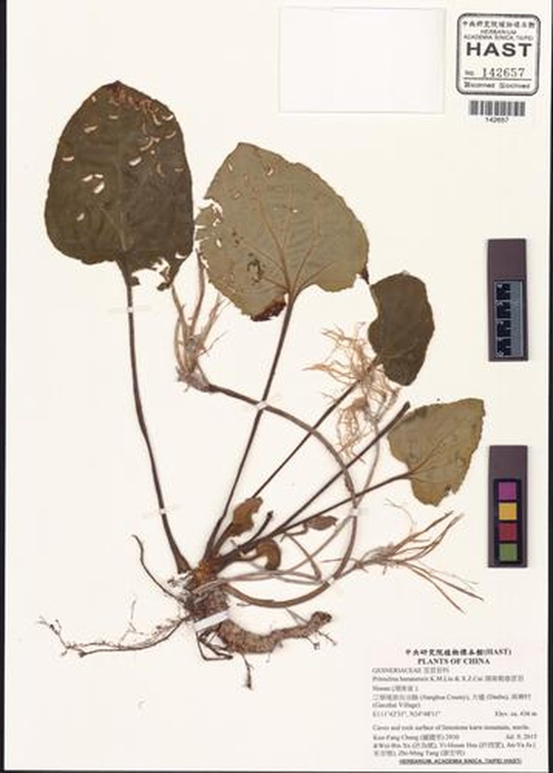 Primulina hunanensis photo 2