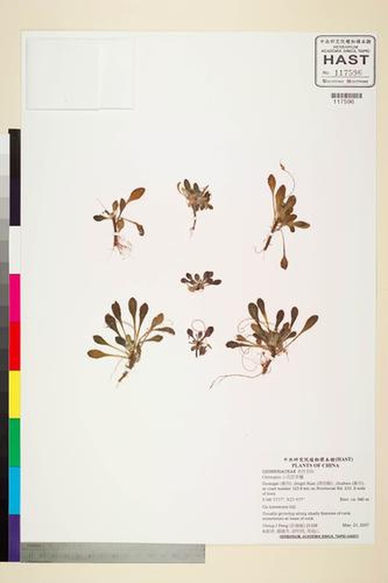 Primulina jingxiensis