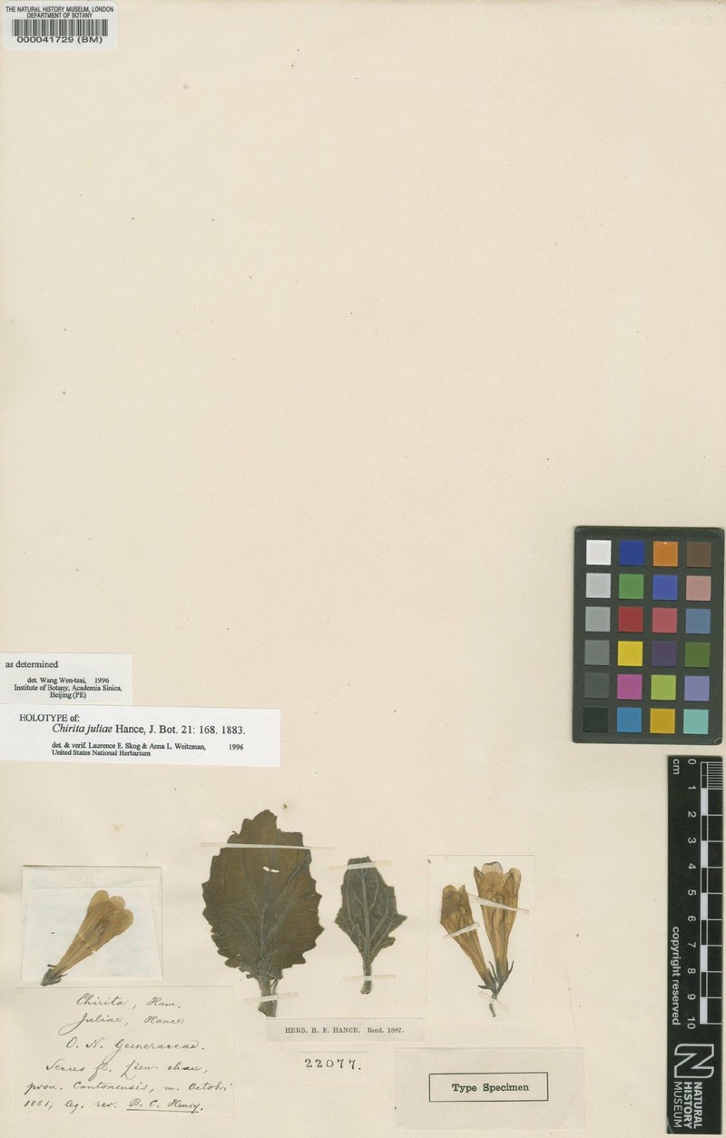 Primulina juliae photo 2
