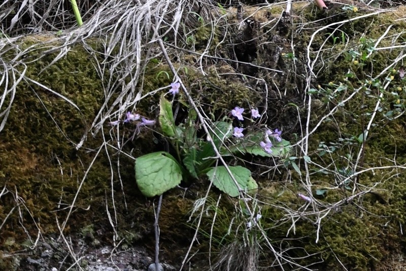 Primulina langshanica