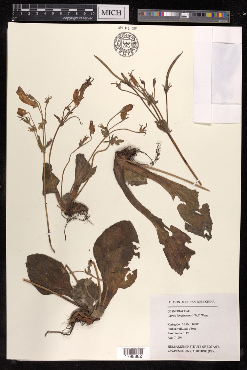 Primulina langshanica photo 2