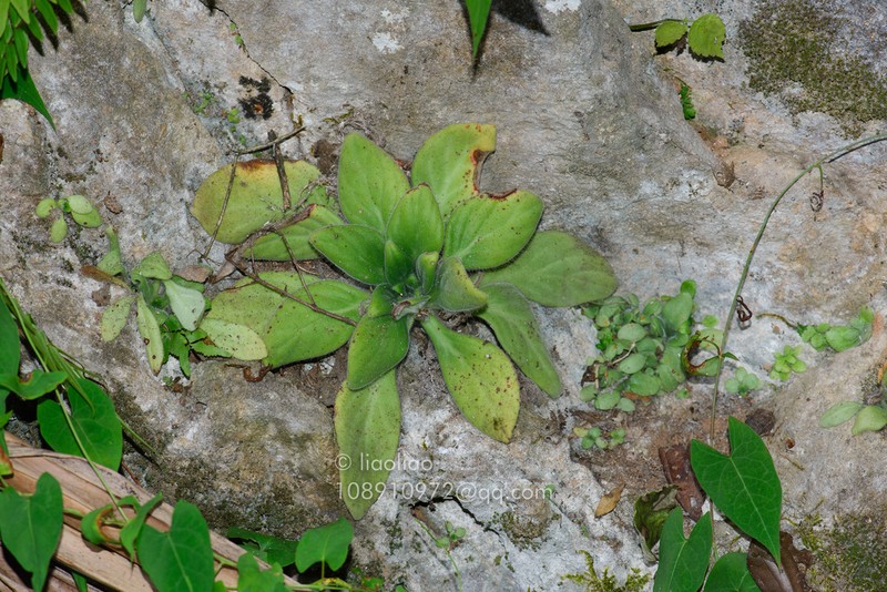Primulina lianpingensis photo 2