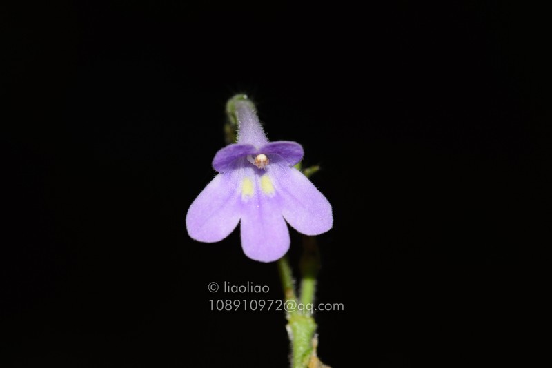 Primulina lianpingensis photo 3