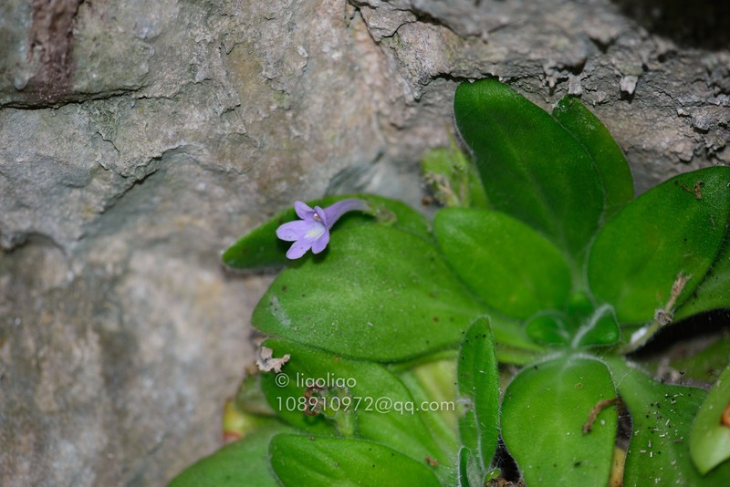 Primulina lianpingensis photo 4
