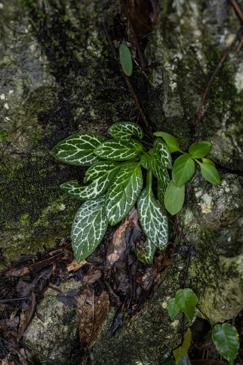 Primulina liboensis