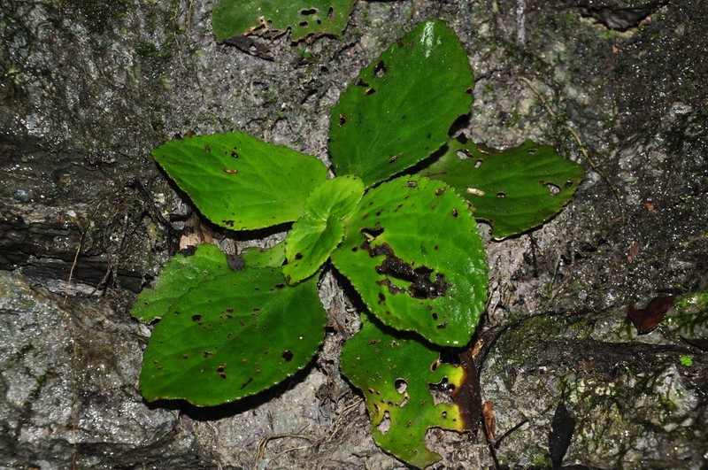 Primulina liboensis photo 2