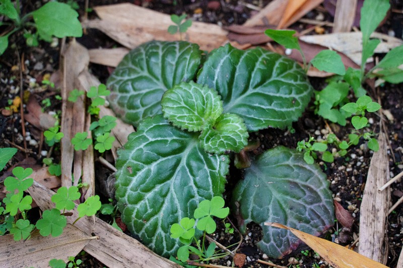 Primulina liboensis photo 3