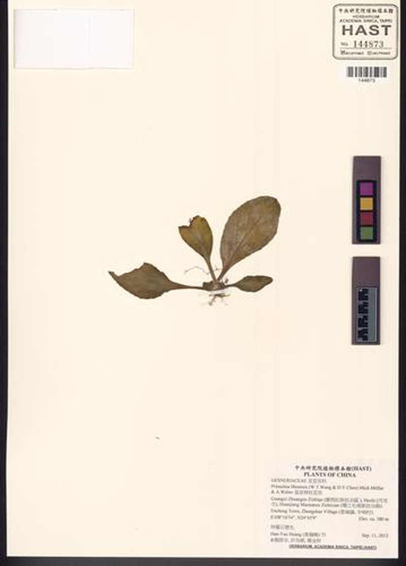 Primulina liboensis photo 5