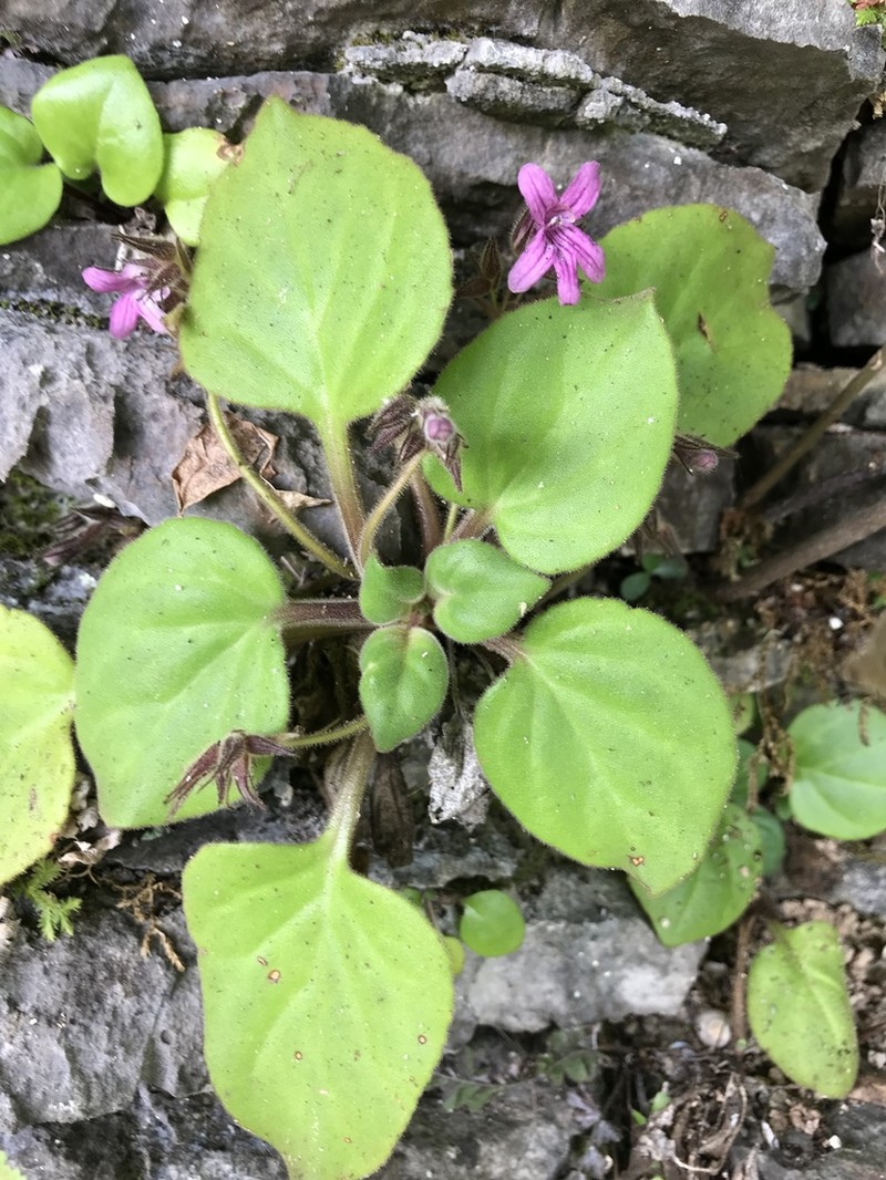 Primulina lijiangensis