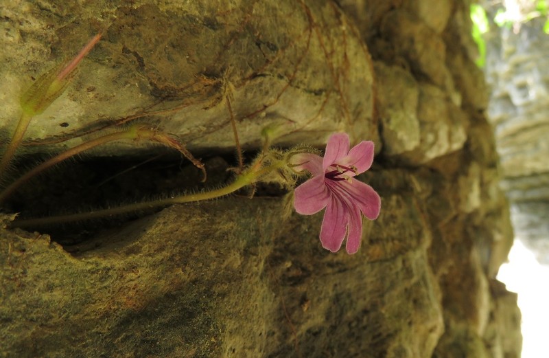 Primulina lijiangensis photo 2