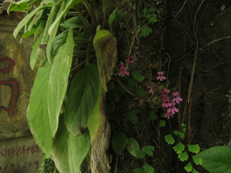 Primulina lijiangensis photo 3