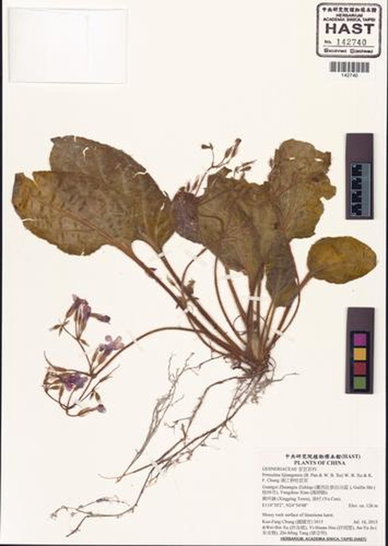 Primulina lijiangensis photo 6
