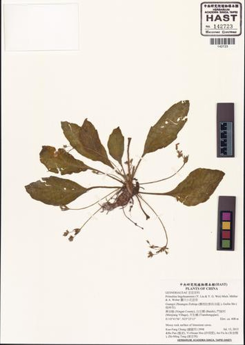 Primulina lingchuanensis