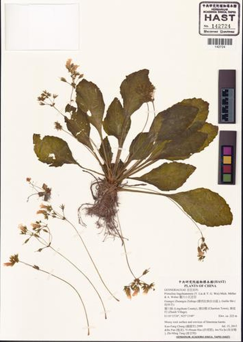 Primulina lingchuanensis photo 2