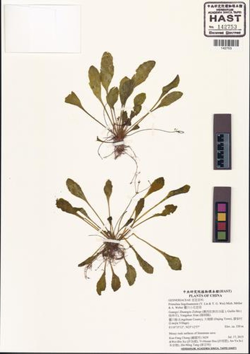 Primulina lingchuanensis photo 3