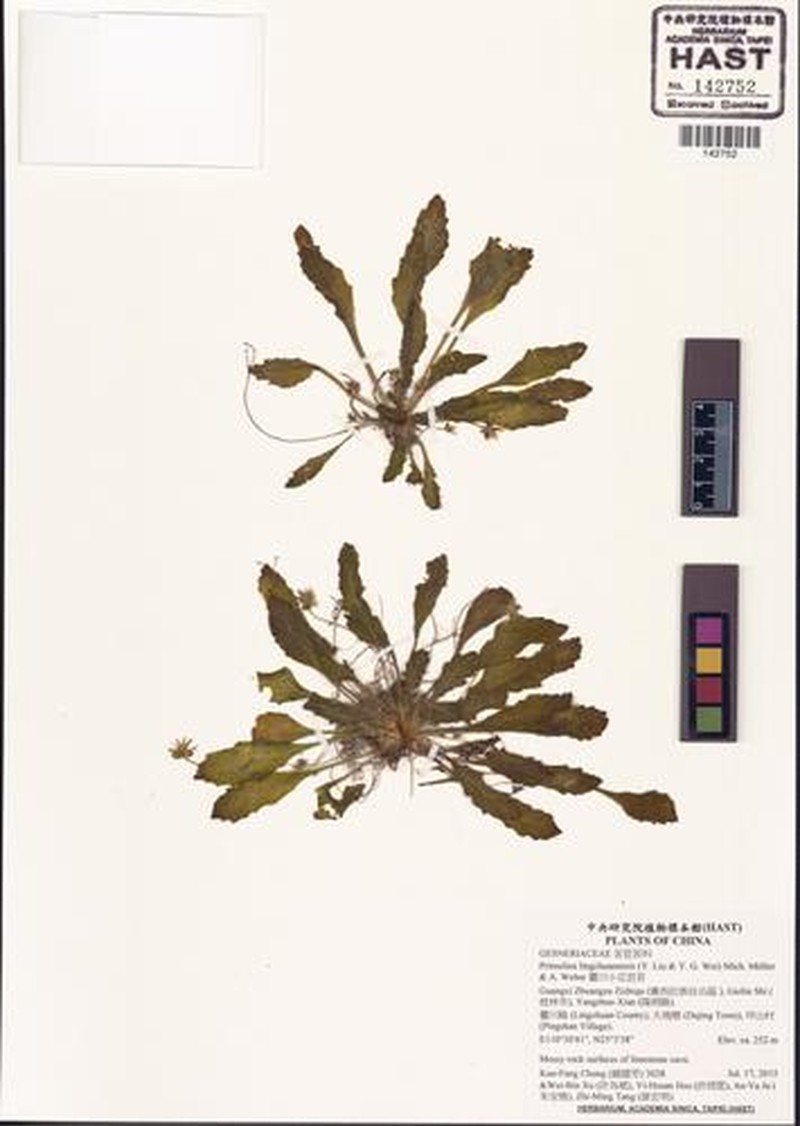 Primulina lingchuanensis photo 4