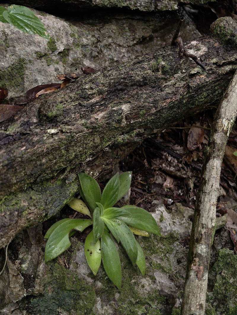 Primulina longgangensis photo 2