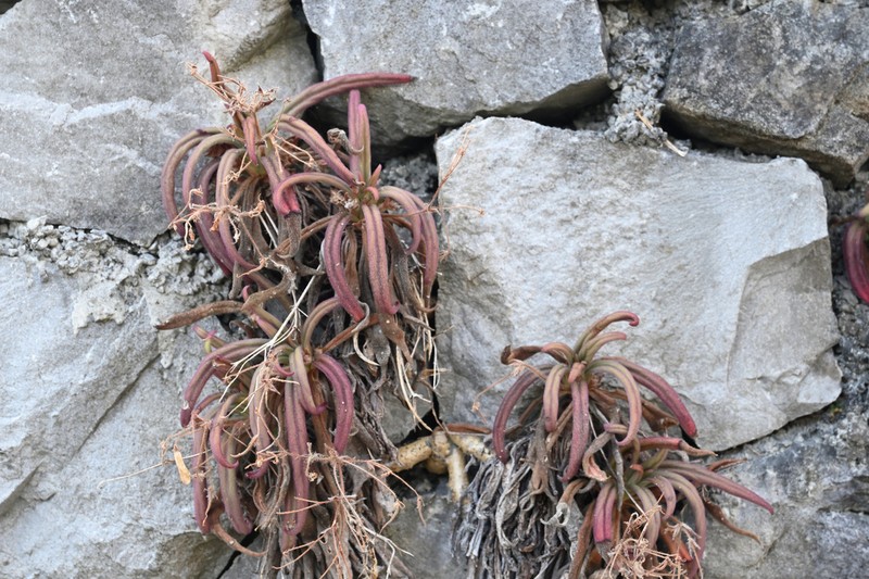 Primulina longgangensis photo 3