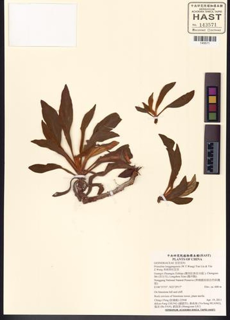 Primulina longgangensis photo 4