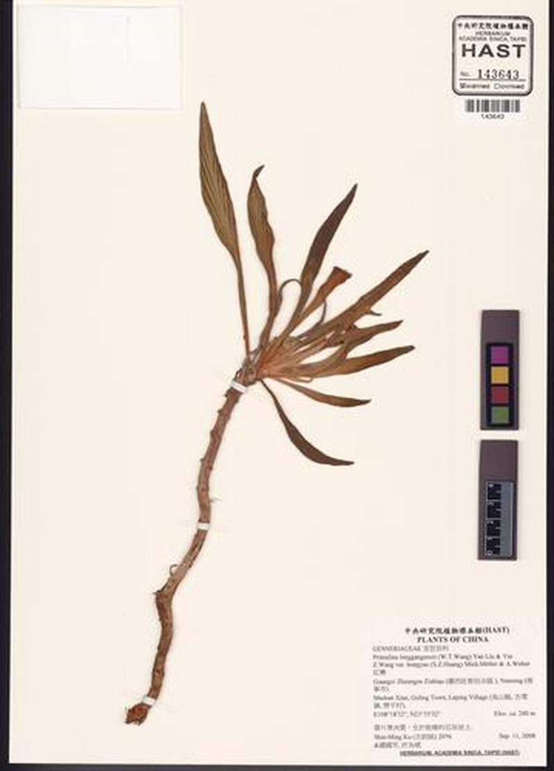 Primulina longgangensis photo 5