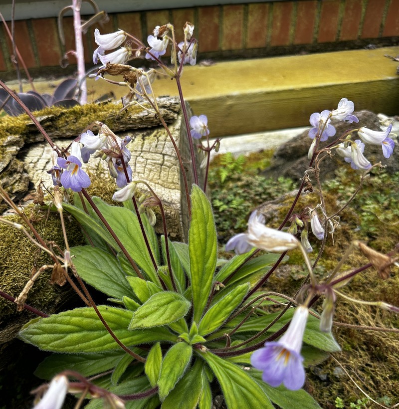 Primulina longgangensis