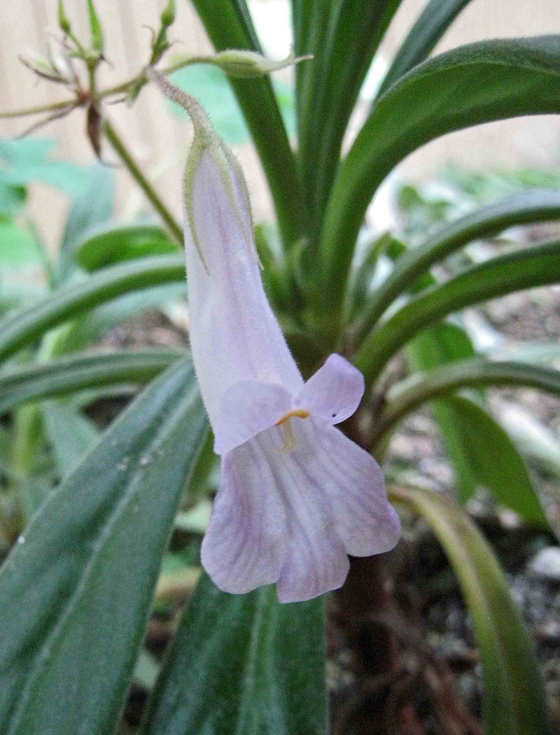 Primulina longgangensis photo 6