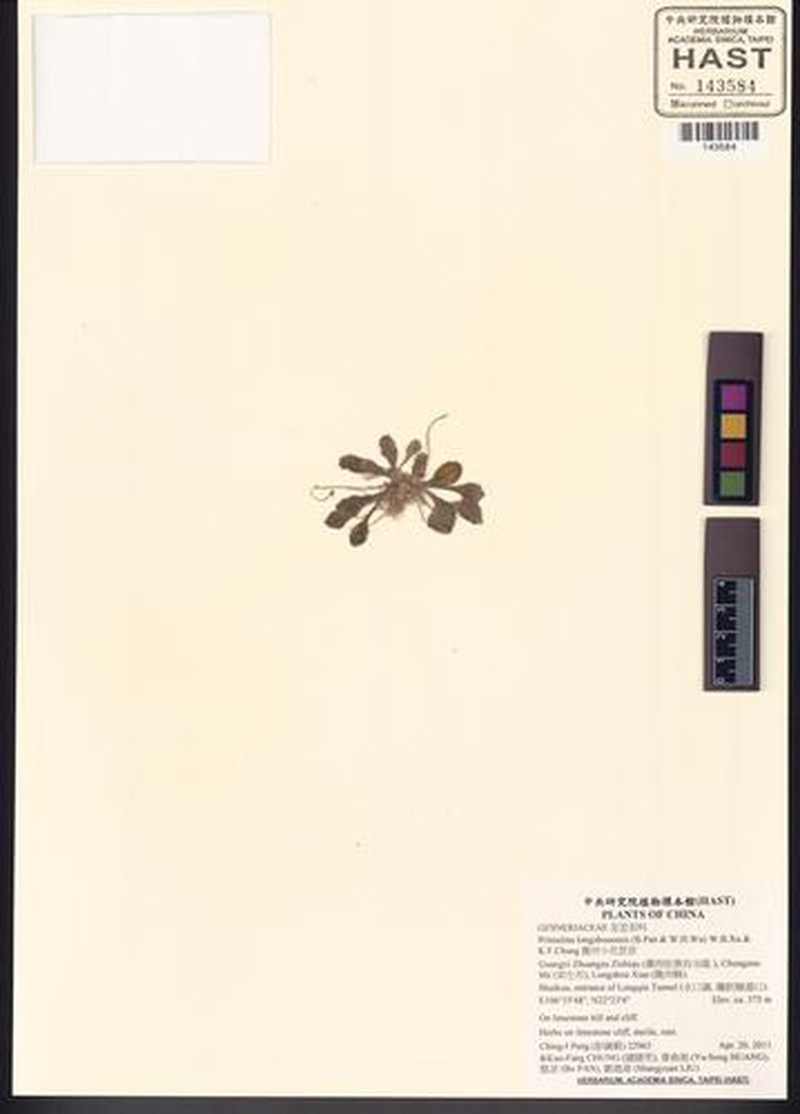 Primulina longzhouensis