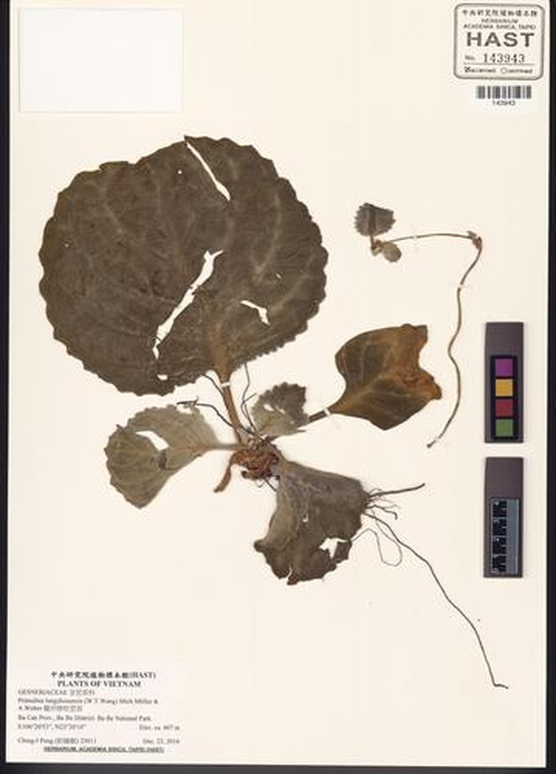 Primulina lungzhouensis photo 2