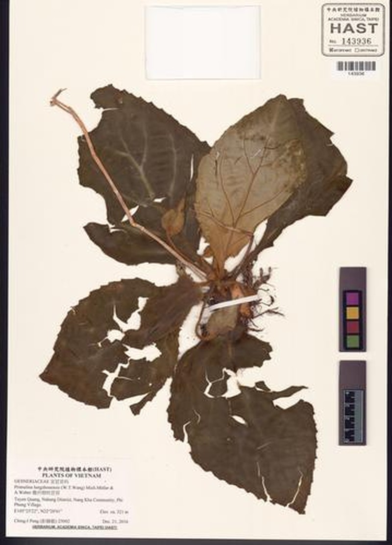 Primulina lungzhouensis photo 3