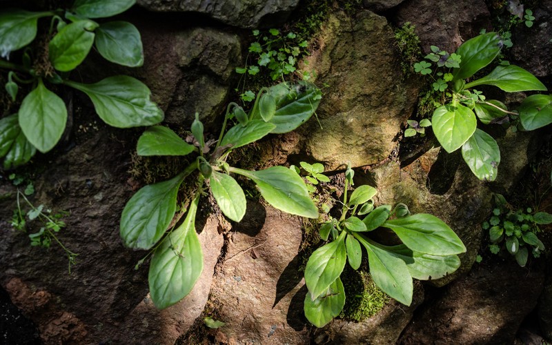 Primulina lutea