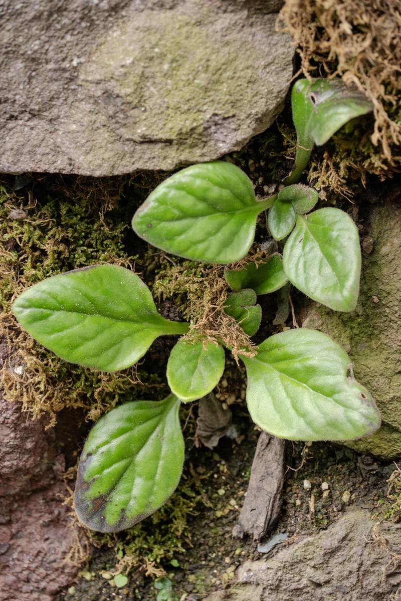 Primulina lutea photo 2