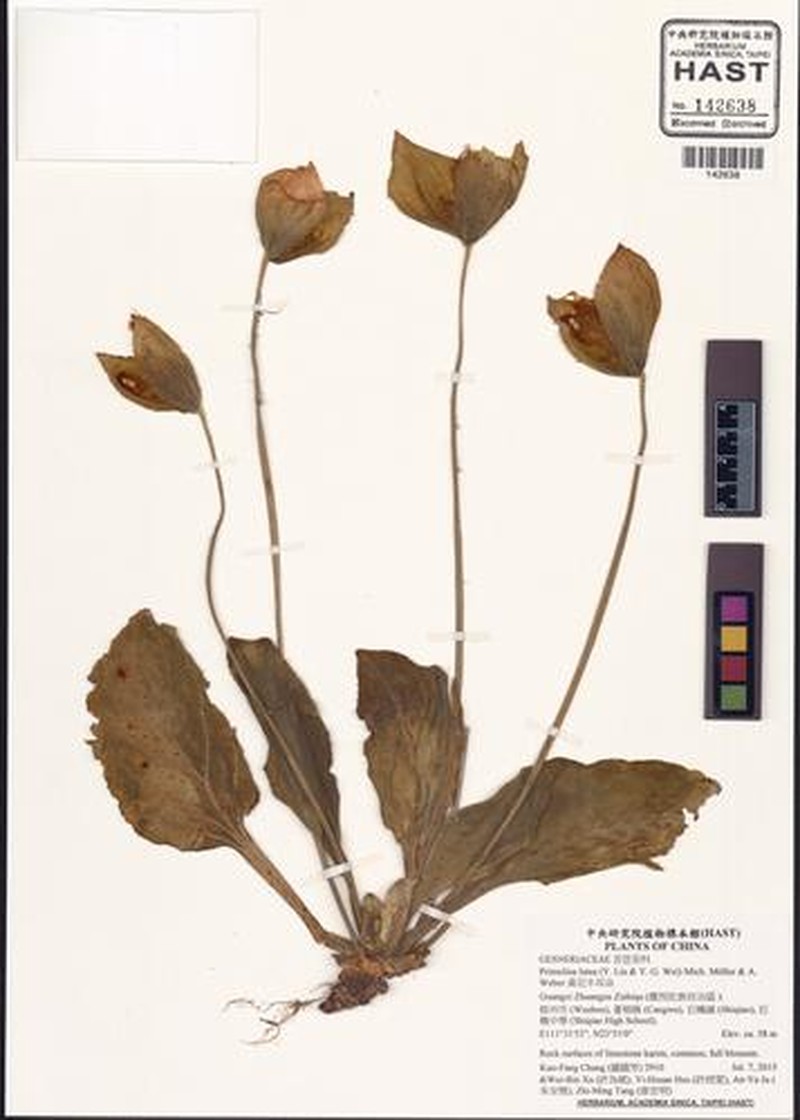 Primulina lutea photo 3