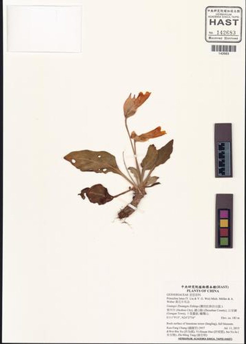 Primulina lutea photo 4
