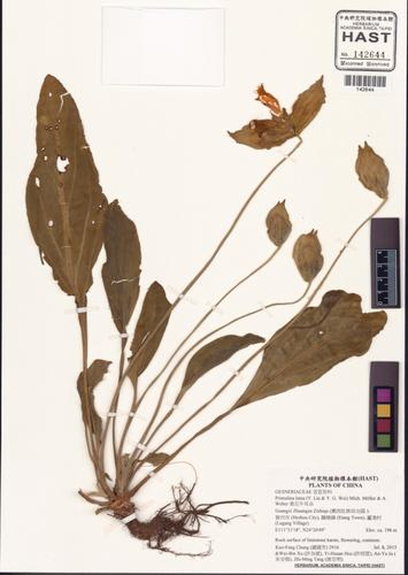 Primulina lutea photo 5