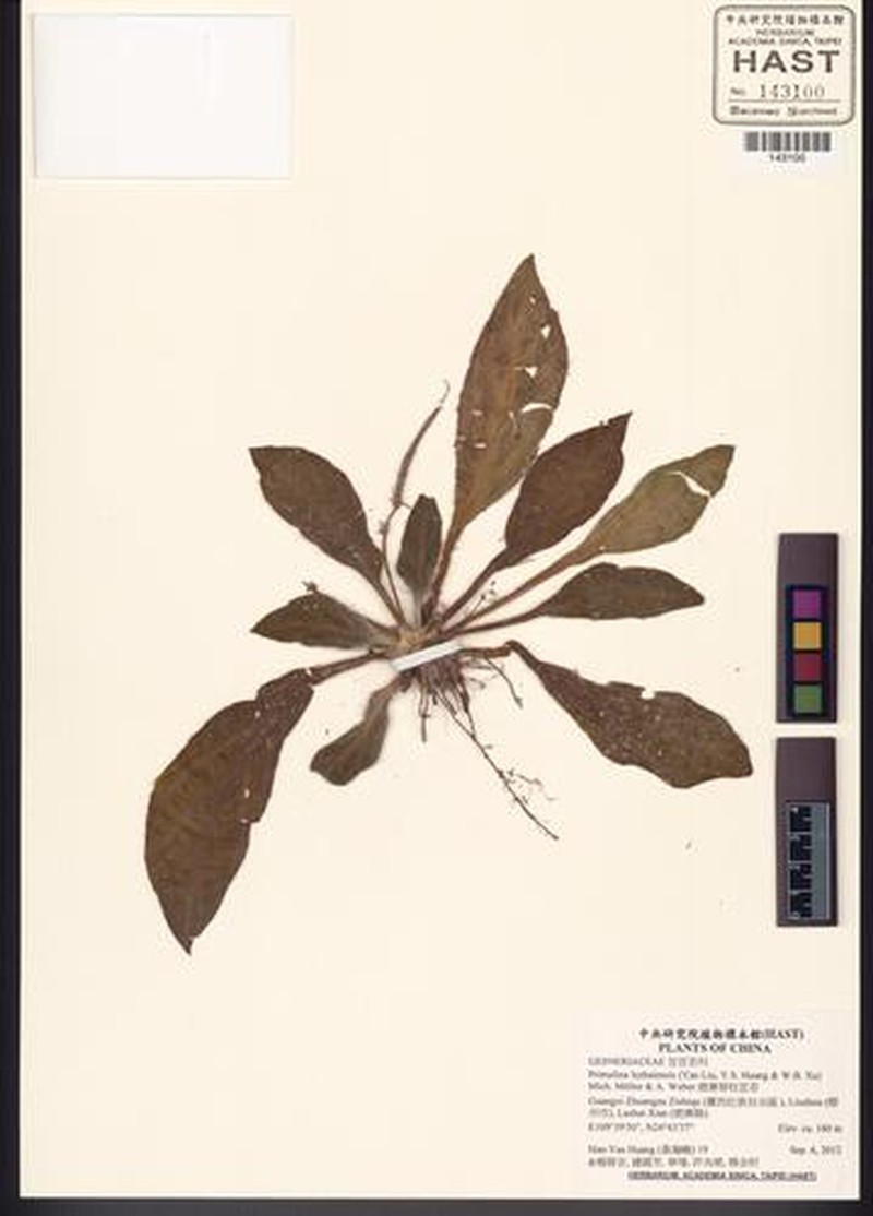 Primulina luzhaiensis
