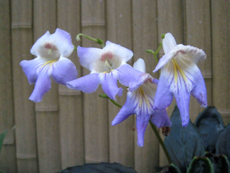 Primulina macrorhiza