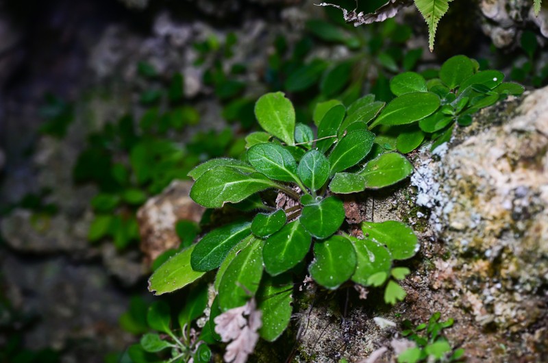 Primulina malingheensis