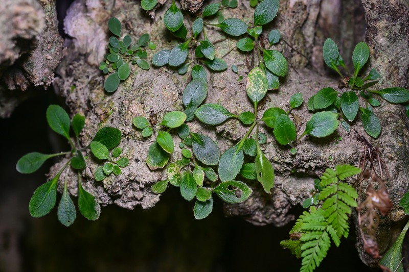 Primulina malingheensis photo 2