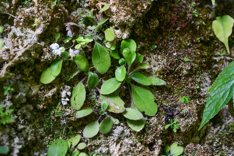 Primulina malingheensis photo 3