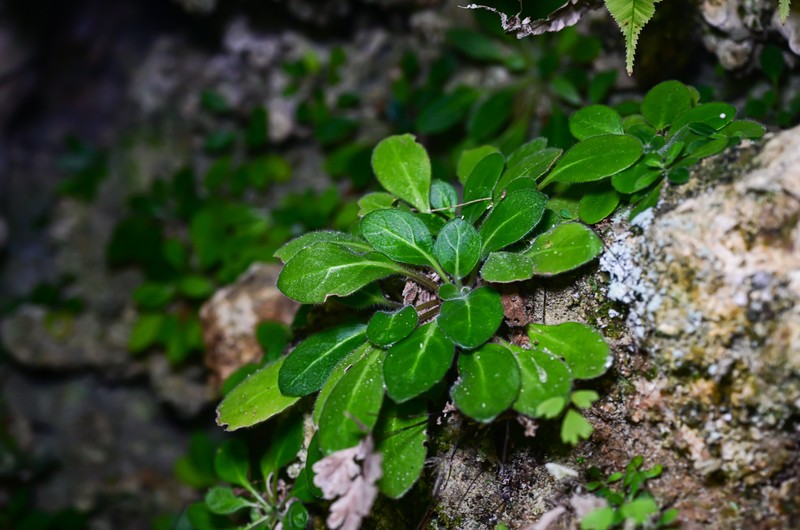 Primulina malipoensis