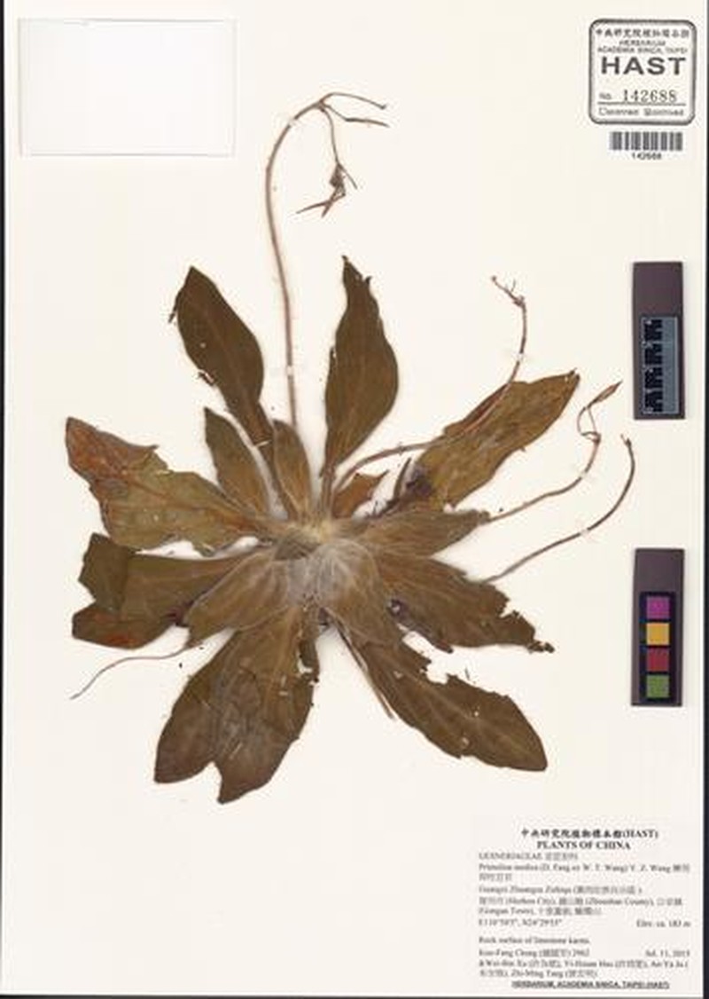Primulina medica photo 2