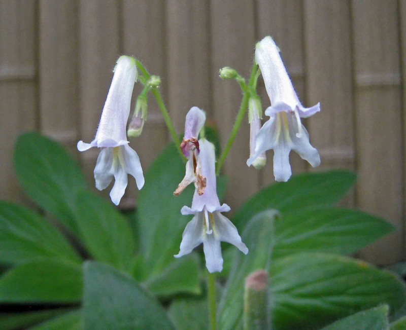 Primulina medica