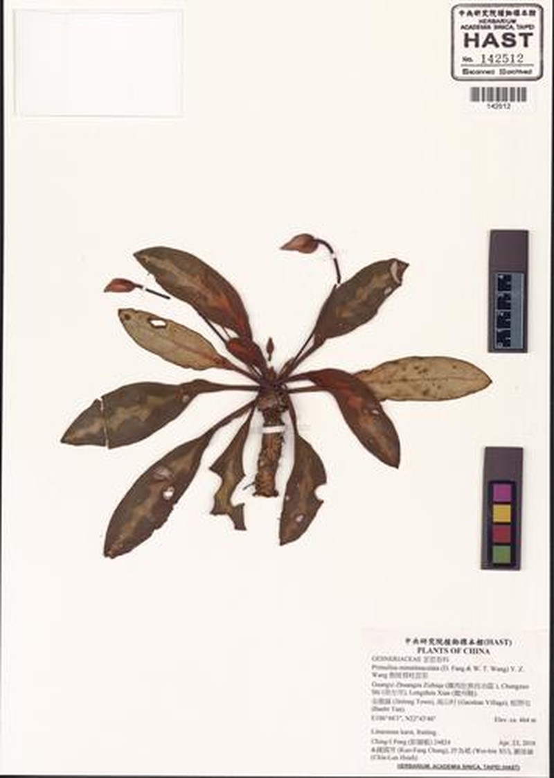 Primulina minutimaculata photo 2