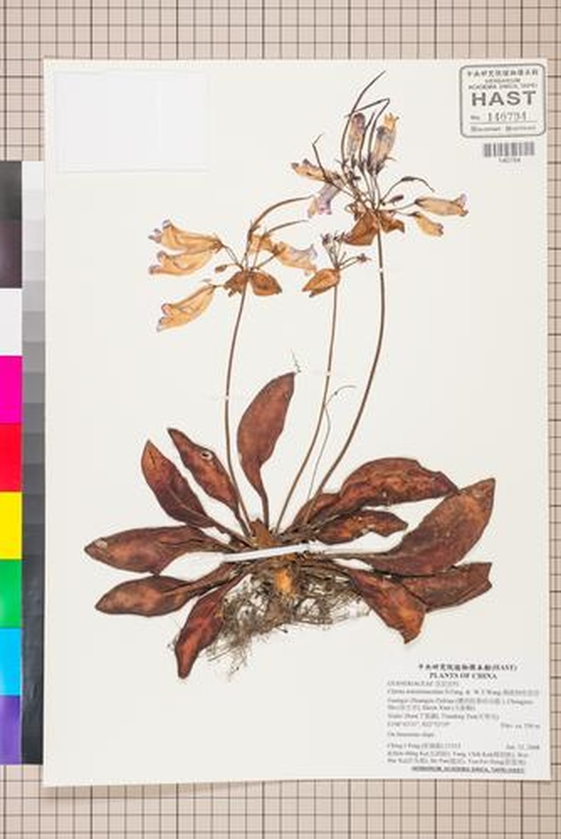 Primulina minutimaculata photo 3