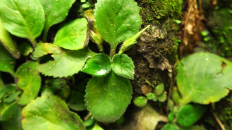 Primulina nandanensis