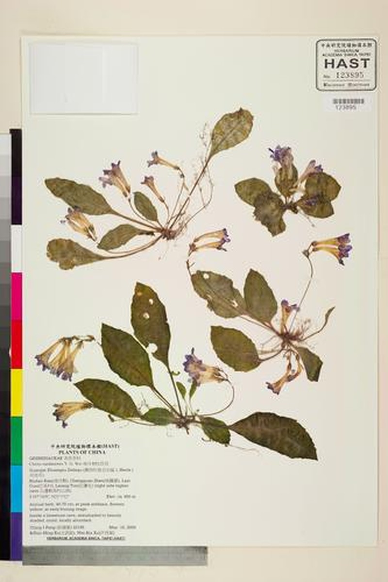 Primulina nandanensis photo 2