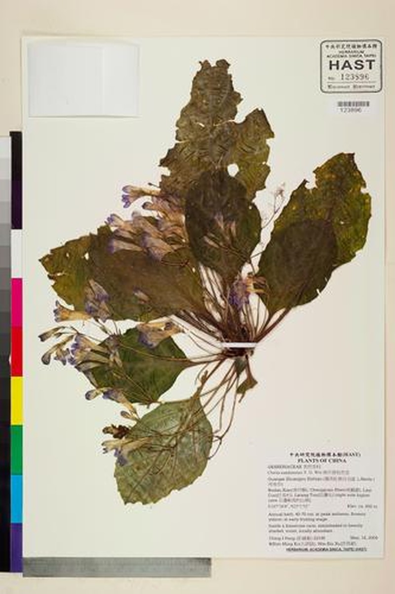 Primulina nandanensis photo 3