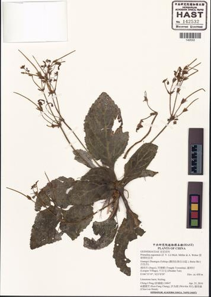 Primulina napoensis